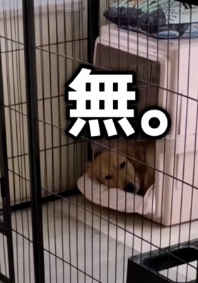 パパとの落差が