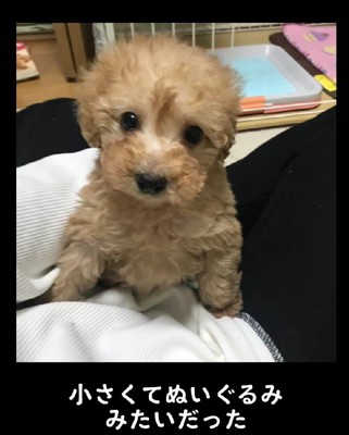 ぬいぐるみみたい♡