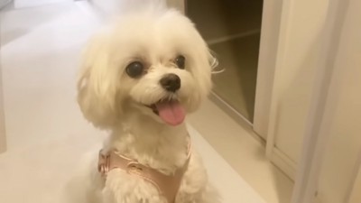 笑顔になった苺ちゃん