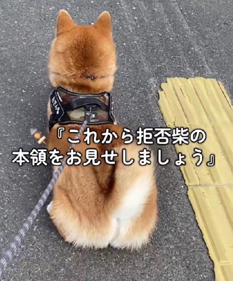 「拒否柴」を発動