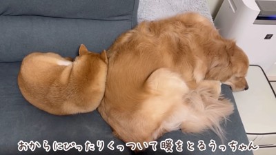 うにくんとおからちゃん♡