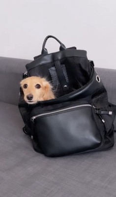 バッグに入る小型犬