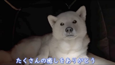 ペットハウスの中で横になる柴犬