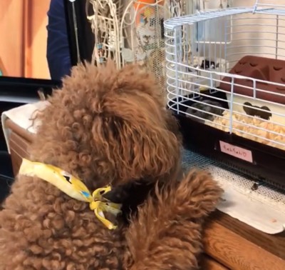 ハムスターを見つめる犬