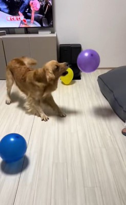 たくさん風船が出てきた時のさらちゃん8