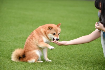 手を伸ばすけどお手を嫌がる柴犬