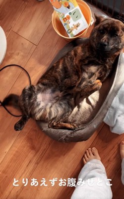 尻尾を振るトシくん