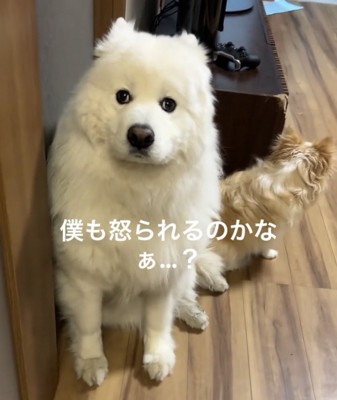 上目遣いで見つめる犬