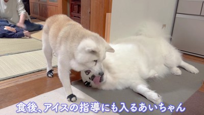 アイスちゃんへの指導も♪