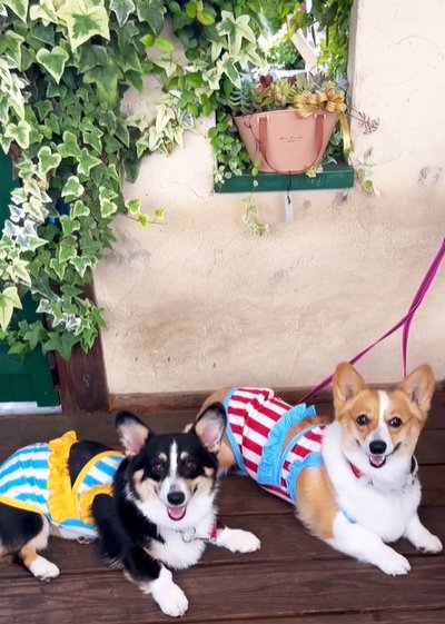 お揃いの服を着た2匹の犬