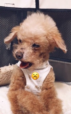 あくびするちまちゃん