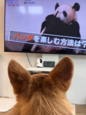 パンダを眺めるハムちゃん