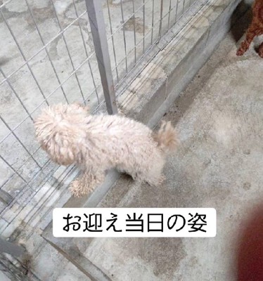 保護当時はボロボロ