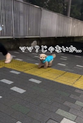 ママかと疑うちびちゃん