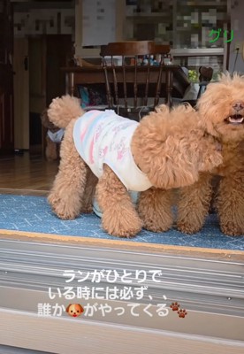 隣に来た犬を舐める犬