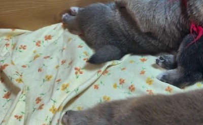 やけに静かと思ったら…