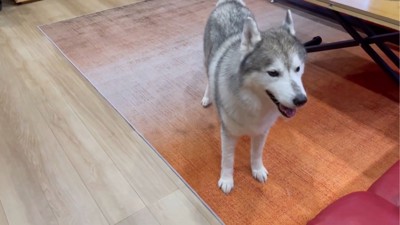 何とも言えない顔の犬