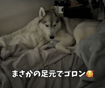 ベッドの足元で横になる犬