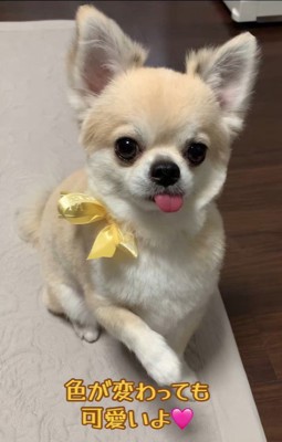 アム君の毛色の変化4