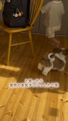 テーブルの周りを走り回る子犬と男の子