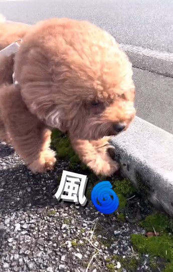 風を受ける犬2