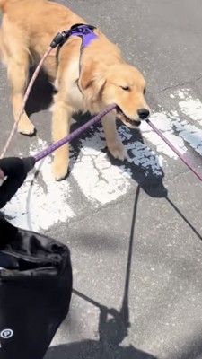 綱をくわえて引っ張るゴールデン
