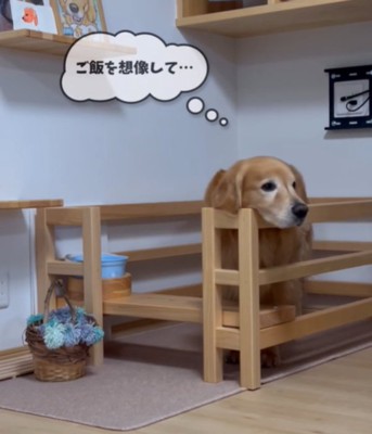 ご飯を待つ犬2