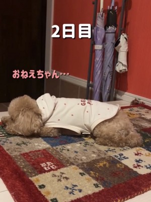 玄関で顎を伏せる犬