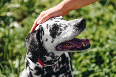 飼い主に頭をなでられている犬
