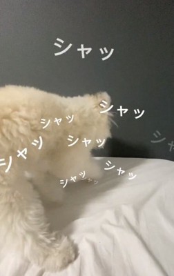 寝床を作るぽぽちゃん