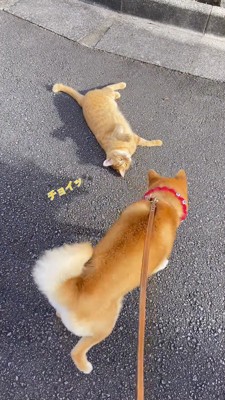 猫の周りを歩く犬