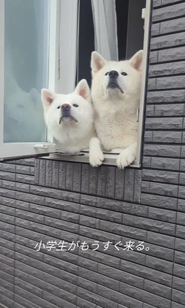 窓際で鼻を高くして帰ってくる家族を探す秋田犬