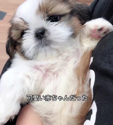 シーズーの子犬さん