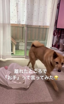 歩き出す犬2