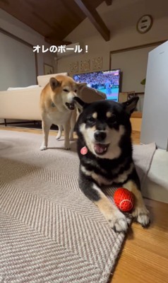 ボールを奪った陽ちゃんVS文句を言う春くん3