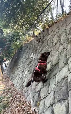 勢いをつけるトシくん