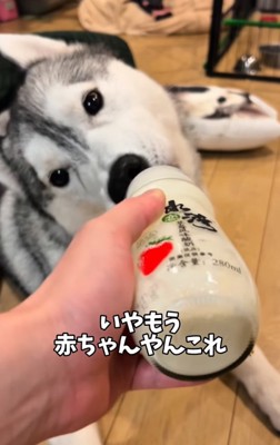 膝の上でミルクを飲む大型犬
