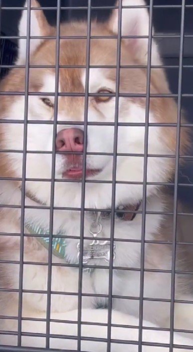 愉快な顔にクスッ