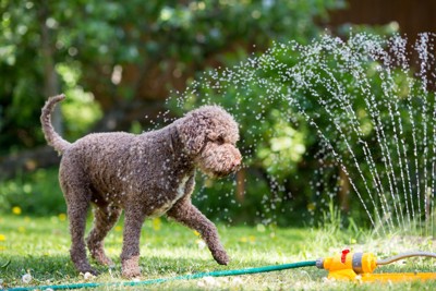 ホースで遊ぶ犬