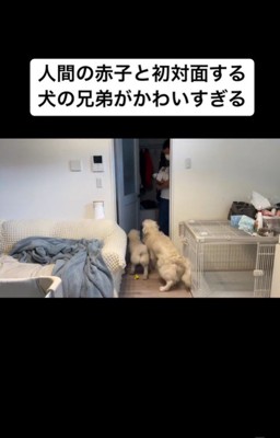 赤ちゃんと初対面するむう君＆める君