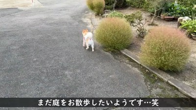 庭を歩く犬