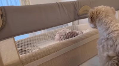 赤ちゃんを見守るエルくん