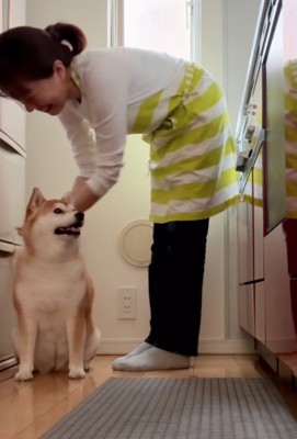 笑ってしまうお母さんと柴犬