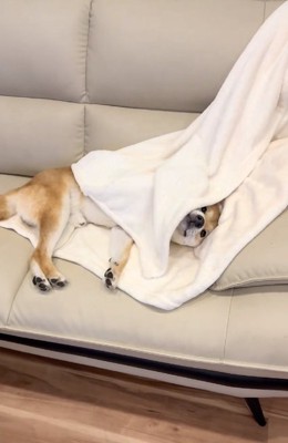 毛布の間から覗くしもんくん