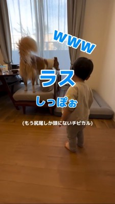 犬のしっぽをみて笑う男の子2