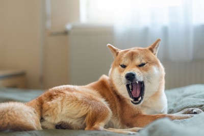 耳を後ろに口をクワッと開けている柴犬