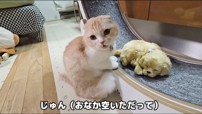 振り返って飼い主に視線を送る猫