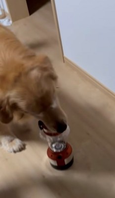 懐中電灯をくわえている犬