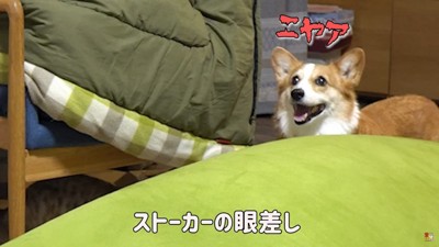 笑う犬