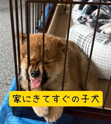 別の日のくまごろう君1